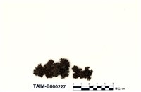 藏品(卷葉濕地苔)的圖片